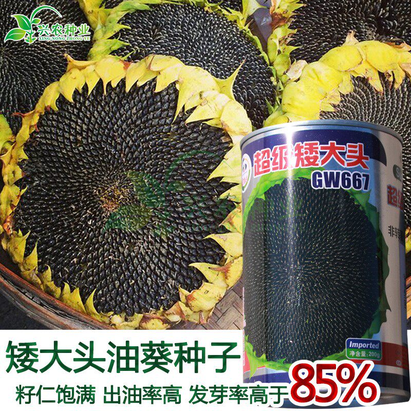 优品矮大头gw667油葵种子榨油向日葵子矮大头矮杆葵花籽高产高油
