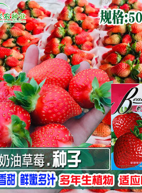 四季草莓籽高产奶油草莓水果