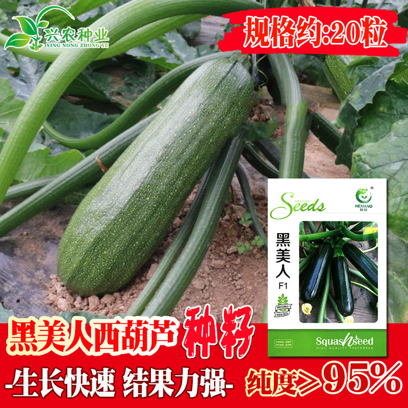 黑美人西葫芦种子墨绿色皮黑美人西葫芦种籽盆栽露天大棚蔬菜种子