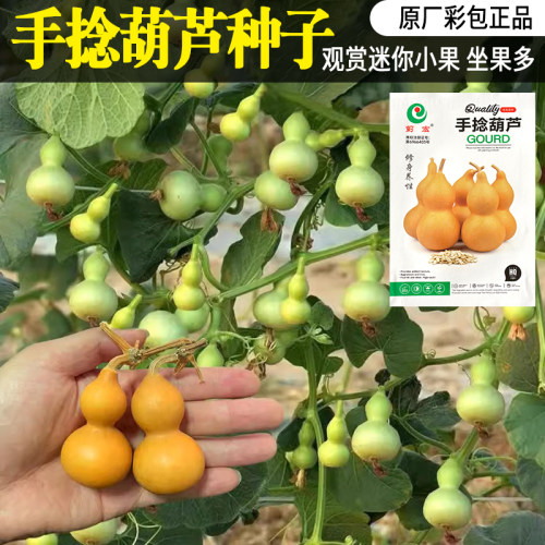 蓟宏春夏迷你型结果多