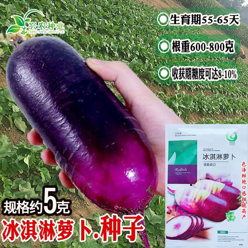 永红冰淇淋萝卜种子红心脆甜