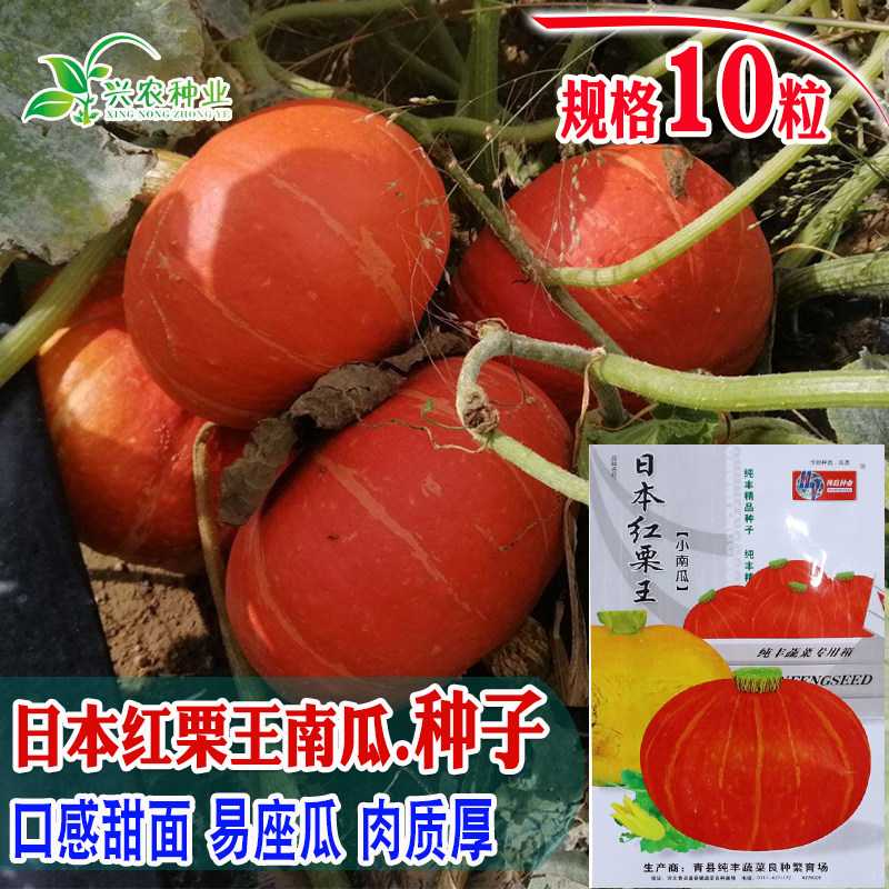 日本红栗王小南瓜种子橙红甘面又甜又粉又糯的南瓜品种 蔬菜种子