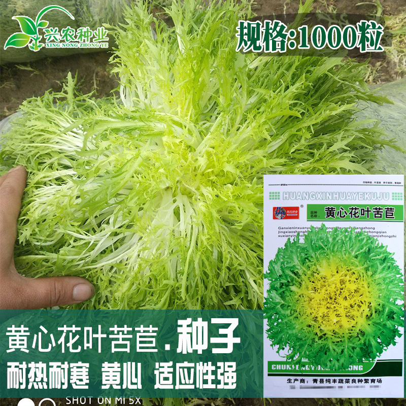 黄心花叶苦苣种子苦菊牛奶菜 盆栽蔬菜沙拉 春季秋季冬季四季播