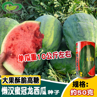 科益懒汉蜜冠龙西瓜种子 大田露地西瓜 免整枝龙卷风墨绿西瓜种籽