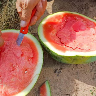 殴兰德巨龙2号西瓜种子 红肉大棚露地种 大果龙卷风墨绿西瓜种籽