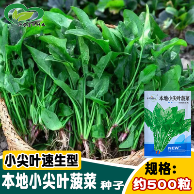 研优本地小尖叶菠菜种子 老品种四季小棵菜园农家速生红根菠菜籽