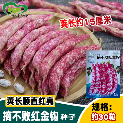 研优摘不败红金钩豆角种子 红亮无丝豆角鲜嫩架芸豆种籽 菜园蔬菜