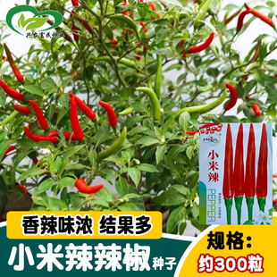 研优小米辣辣椒种子 单生高辣指天椒朝天椒种籽 四季阳台盆栽蔬菜