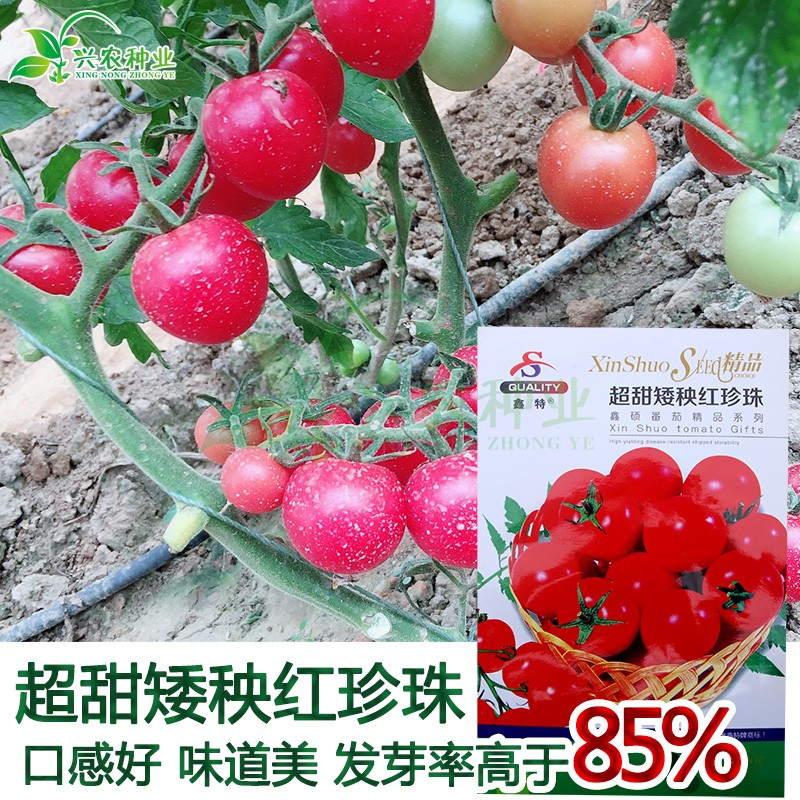 甜矮秧红珍珠番茄种子 农田菜园高产易种小红番茄西红柿蔬菜籽