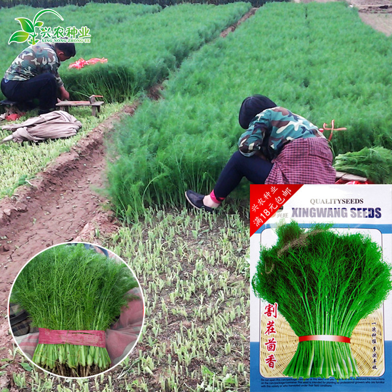 割茬茴香种子 四季播大棚茴香籽小茴香籽种子茴香头种子 包邮