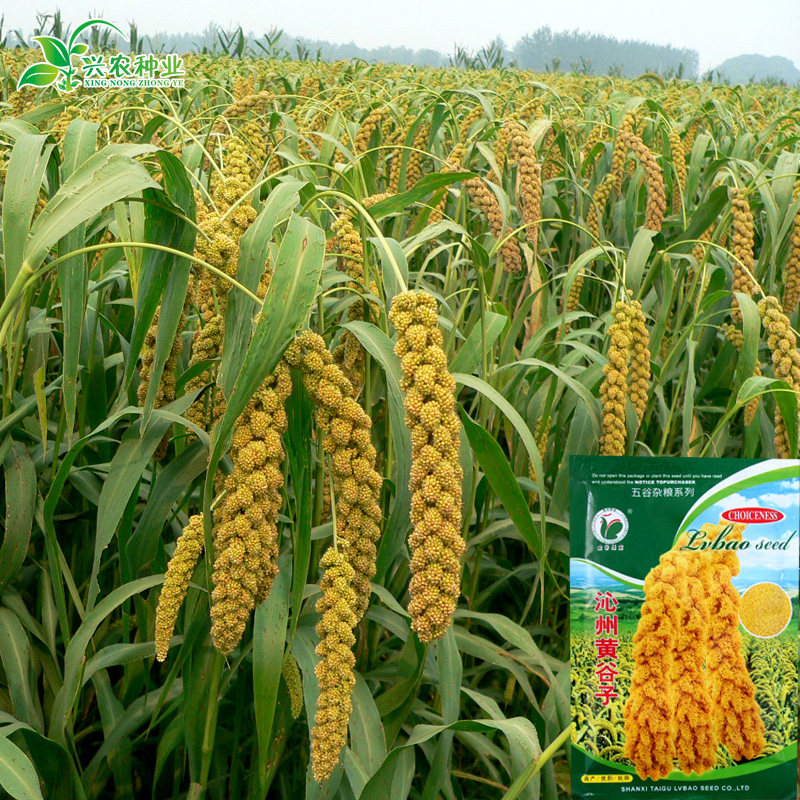 谷子小米价格_谷子 小米 国际市场价格_谷子是小米吗