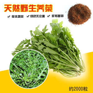 芥菜种子 包邮四季播 大叶菱角菜 阳台盆栽 蔬菜种子秋播青菜籽