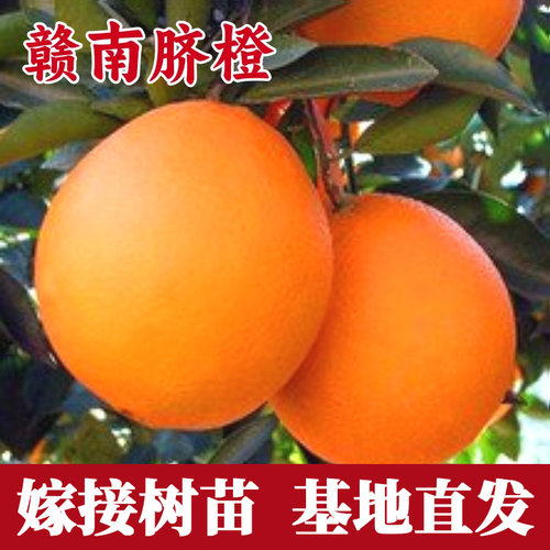 赣南脐橙苗南北方种植耐