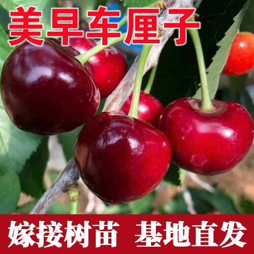 美早大樱桃苗车厘子树苗