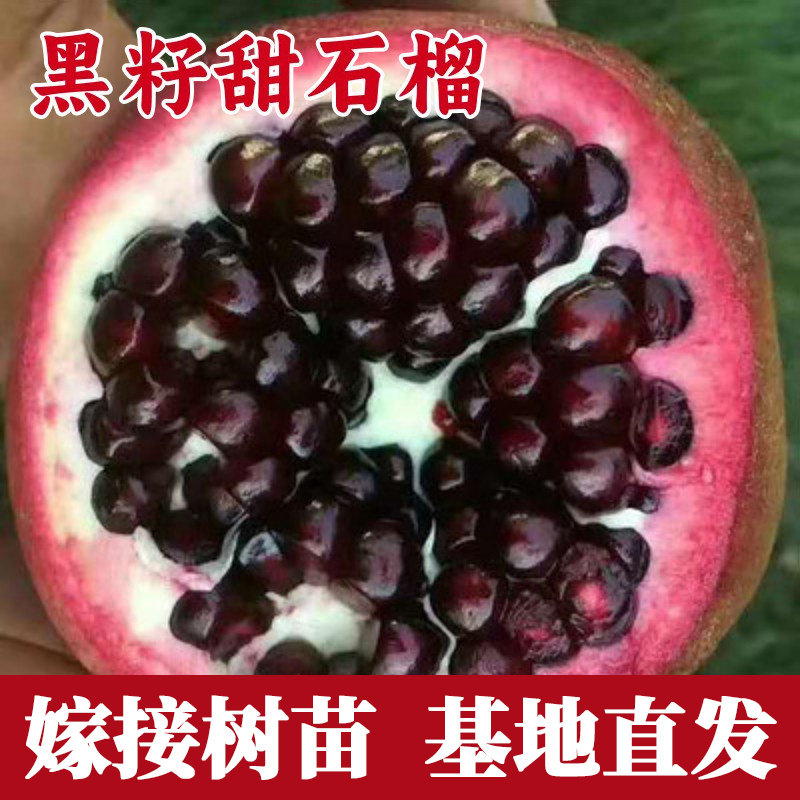 黑籽甜石榴树苗南北方盆图片