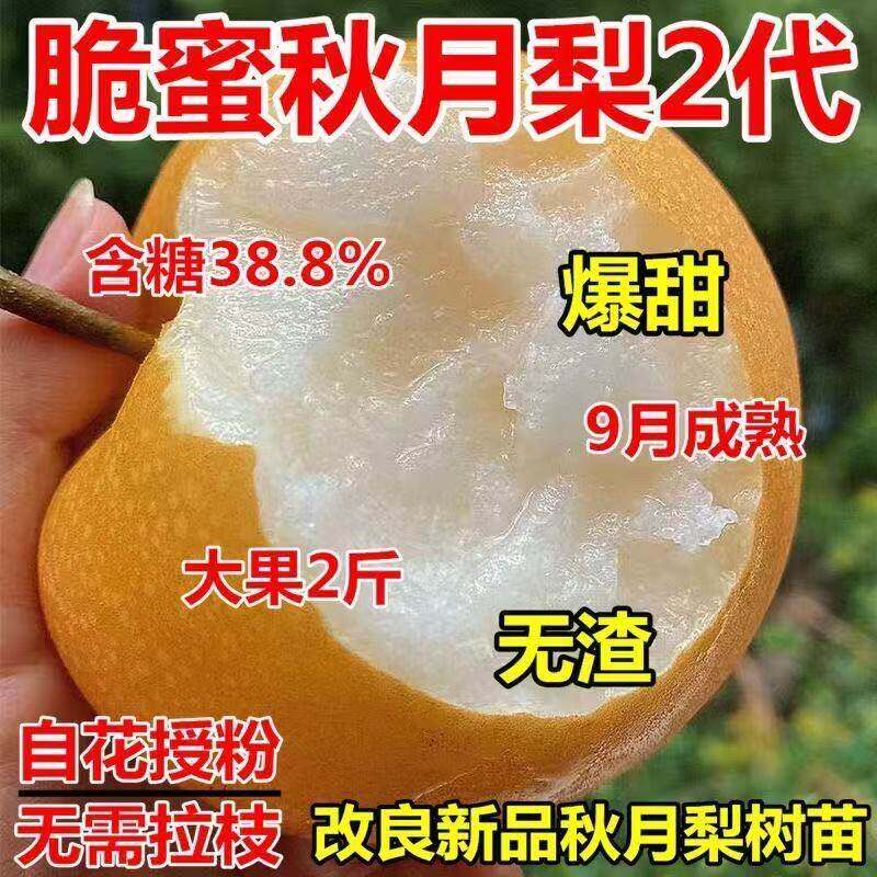 秋月梨树果苗 嫁接特大晚熟秋月梨树苗山东莱阳秋月梨树苗大黄梨