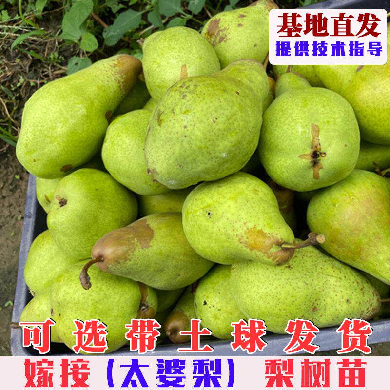 嫁接太婆梨树苗特大巴梨笨梨树苗脆甜麻子梨南方北方庭院盆栽地栽