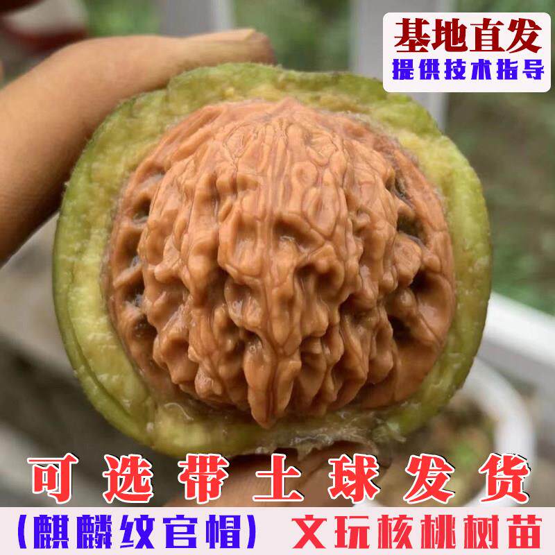 嫁接麒麟纹狮子头文玩核桃树苗王勇大官帽满天星麻核桃树果苗果树