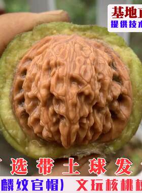 嫁接麒麟纹狮子头文玩核