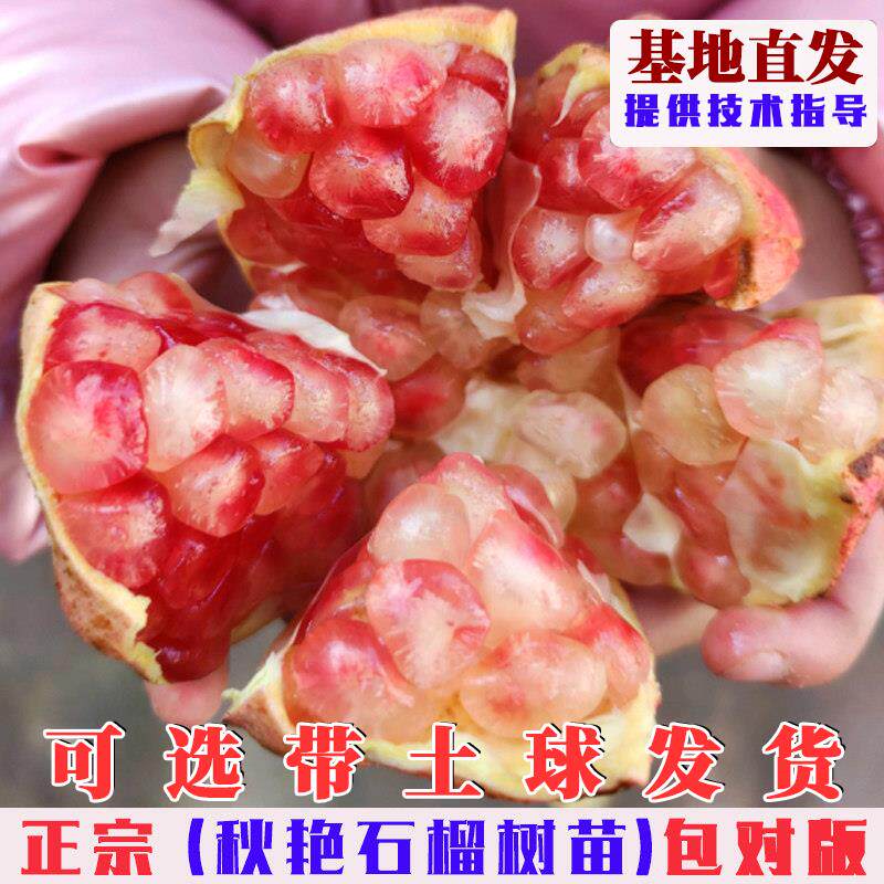 特大秋艳软籽石榴树苗抗寒甜石榴果苗南北方种植盆栽地栽当年结果