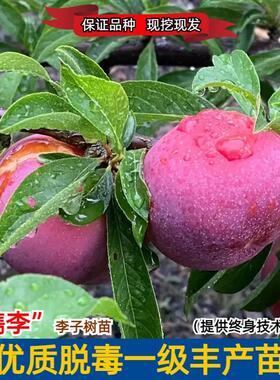桐乡檇李槜李醉李苗嫁接李子树苗南北方种植落叶正宗桐乡檇李子苗