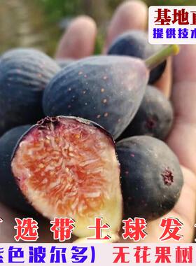 紫色波尔多无花果树苗阳台盆栽小波无花果苗南方北方地栽当年结果