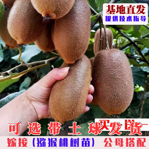 猕猴桃树果苗嫁接红心弥