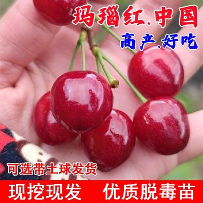玛瑙红樱桃树苗嫁接车厘子树苖北南方种植樱桃苗树水果树果苗大全