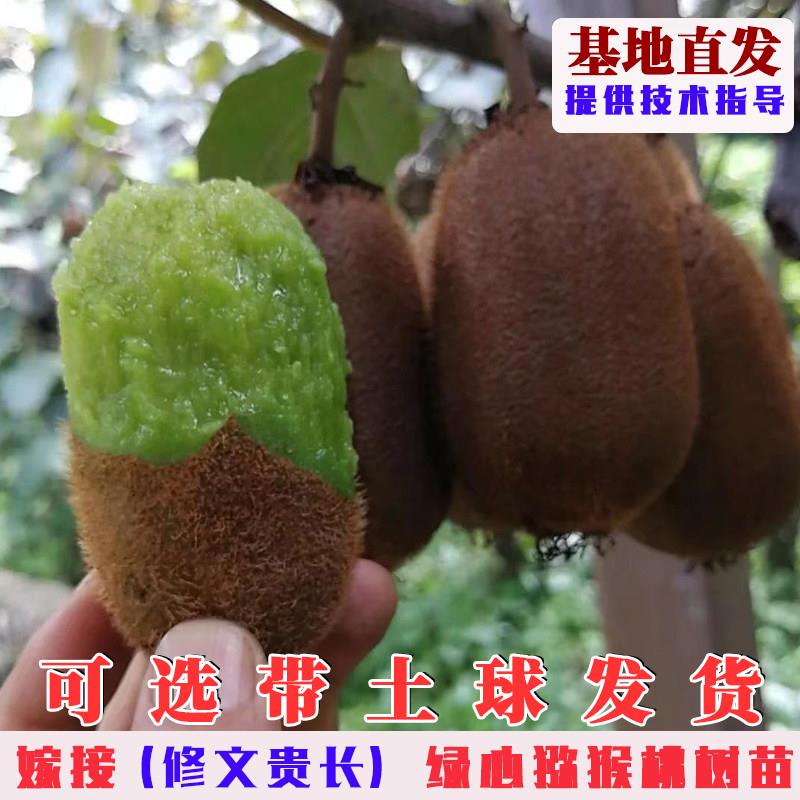 嫁接修文贵长猕猴桃树果图片