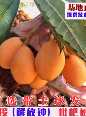 嫁接解放钟枇杷树苗特大