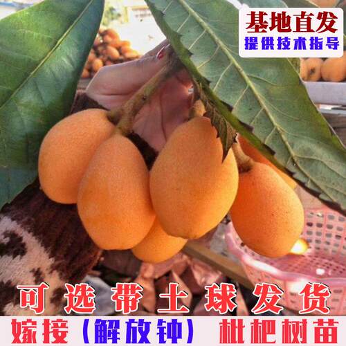 嫁接解放钟枇杷树苗特大