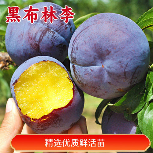 黑布林李子树苗南北方种