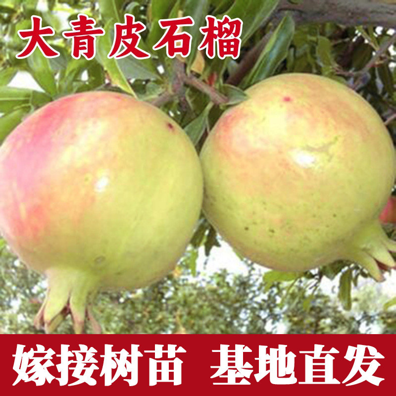 大青皮石榴树苗庭院果树图片