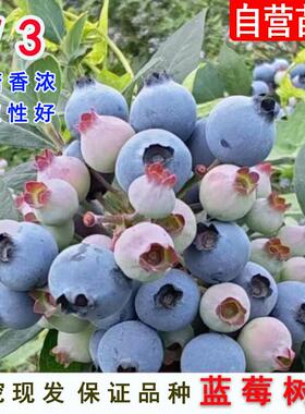 V3蓝莓苗四季南高丛蓝梅树果苗阳台种植南方北方庭院地栽当年结果