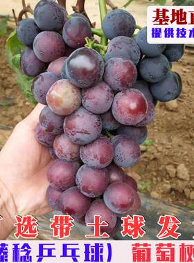 嫁接藤稔葡萄树苗特大藤