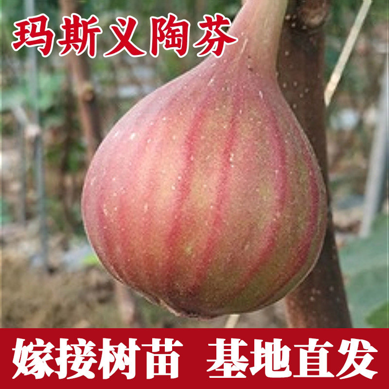 玛斯义陶芬无花果树果苗果树苗木种植庭院盆栽大树矮化当年结果