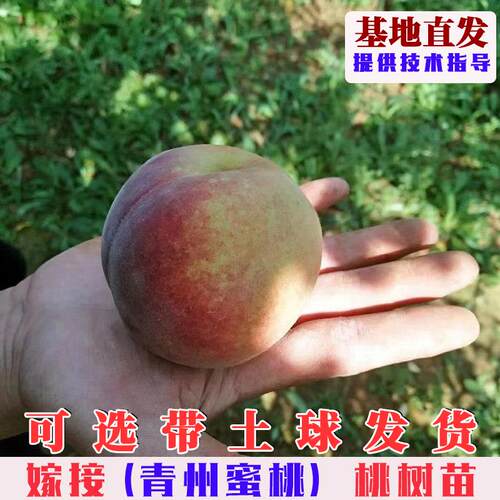 山东青州蜜桃树苗嫁接晚