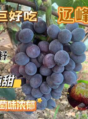 辽峰葡萄树苗,比巨峰更甜