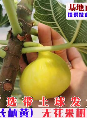 特大长柄黄无花果树苗阳台盆地栽黄色无花果苗南北方种植当年结果