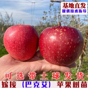 嫁接巴克艾苹果树果苗日本红嘎啦苹果树苗盆栽地栽庭院种植苹果苗