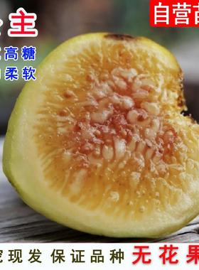 盆栽无花果苗Princesa（公主）无花果树苗四季盆栽地栽当年结果苗