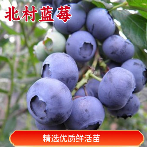 北村蓝莓苗南方种植阳台