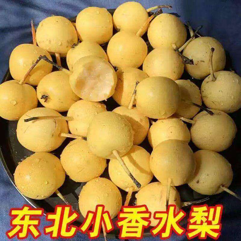东北小香水梨树苗软糯多汁南方北方庭院种植抗旱抗寒当年结果苗