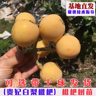 贵妃白沙枇杷树苗嫁接白梨枇杷树果苗南方北方庭院盆栽地栽枇杷苗