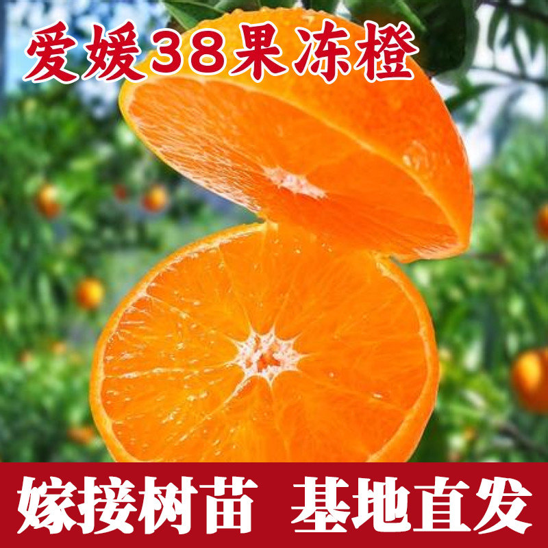 果冻橙爱媛38号树苗嫁接图片