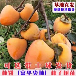 嫁接陕西富平尖柿子树苗特大甜柿子苗南北方种植盆栽地栽当年结果