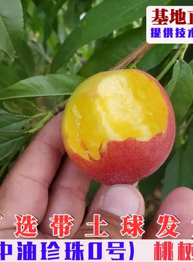 中油珍珠0号油桃树苗嫁接早熟mini枣油桃苗南方北方庭院盆栽地栽