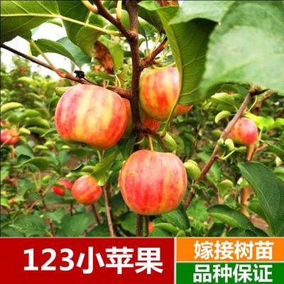 东北特产123果树苗123沙果123小苹果树苗沙果苗南北方种植海棠果