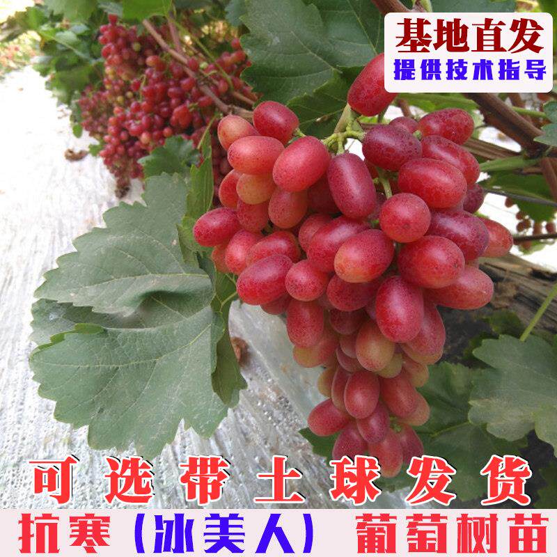 冰美人葡萄树苗嫁接晚熟金优二号抗寒葡萄树果苗盆栽地栽无籽红提
