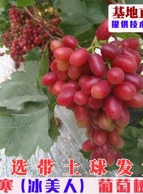 冰美人葡萄树苗嫁接晚熟